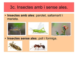 3c. Insectes amb i sense ales.
● Insectes amb ales: parotet, saltamartí i
marieta.
● Insectes sense ales: poll i formiga.
 