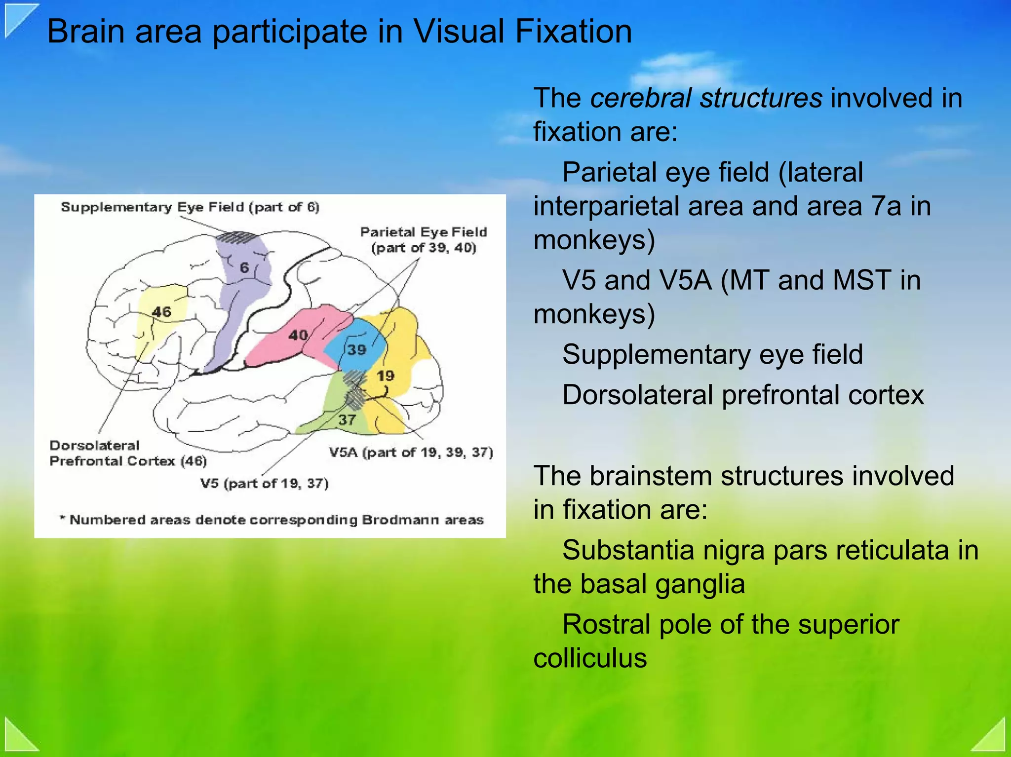 Brain area participate in Visual Fixation
                                  The cerebral structures involved in
                                  fixation are:
                                     Parietal eye field (lateral
                                  interparietal area and area 7a in
                                  monkeys)
                                     V5 and V5A (MT and MST in
                                  monkeys)
                                     Supplementary eye field
                                     Dorsolateral prefrontal cortex

                                  The brainstem structures involved
                                  in fixation are:
                                     Substantia nigra pars reticulata in
                                  the basal ganglia
                                     Rostral pole of the superior
                                  colliculus
 