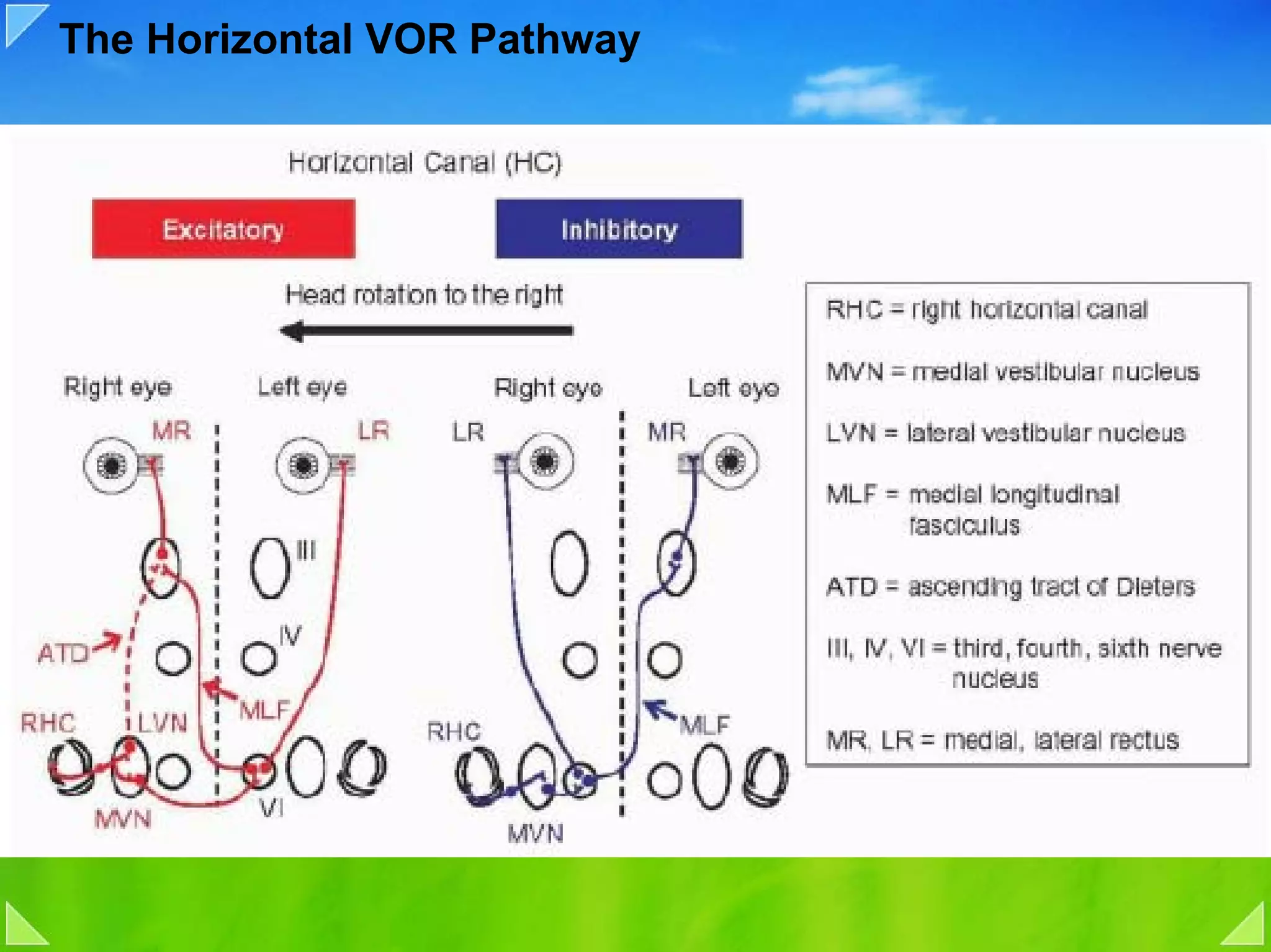 The Horizontal VOR Pathway
 