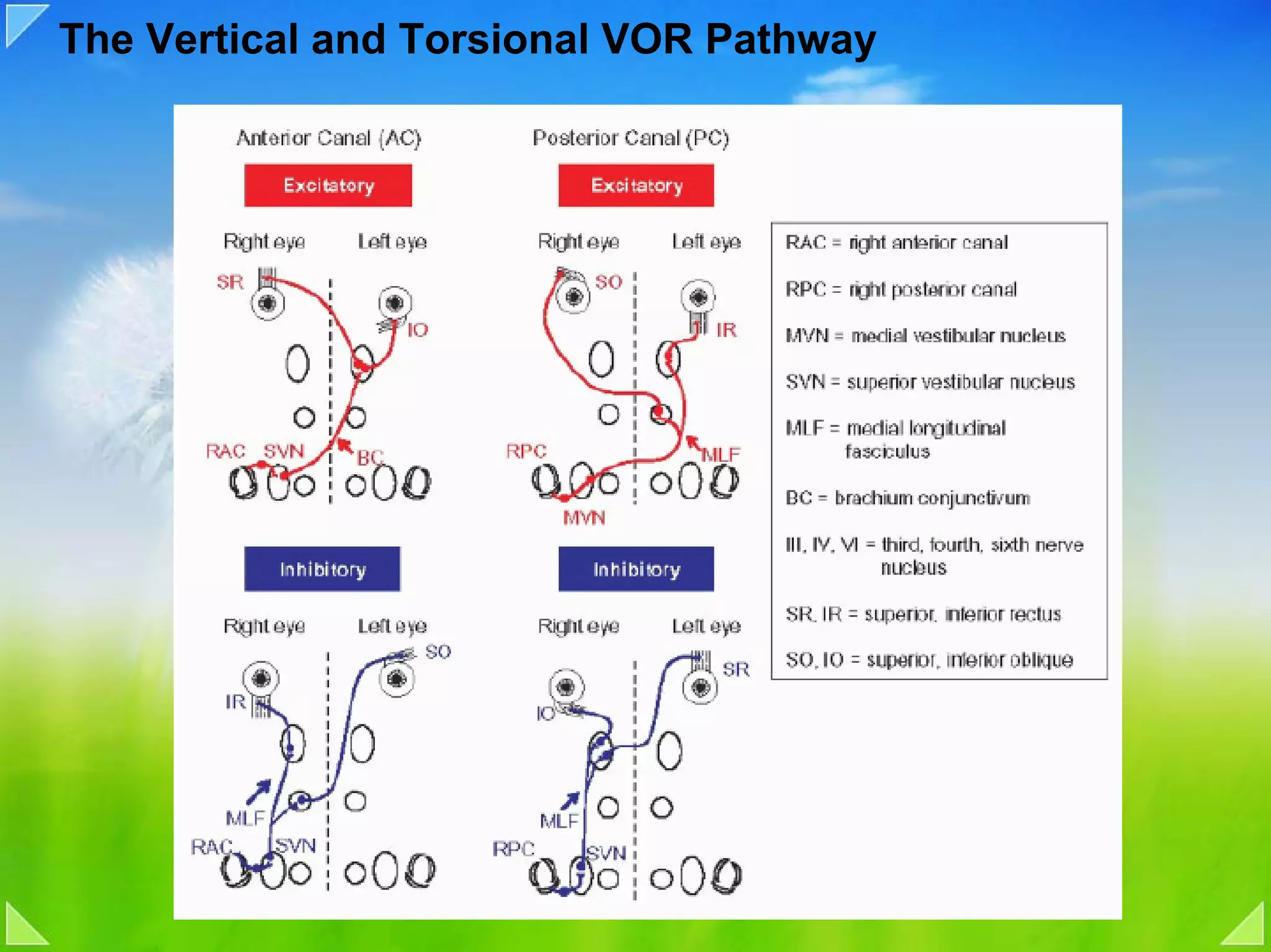 The Vertical and Torsional VOR Pathway
 