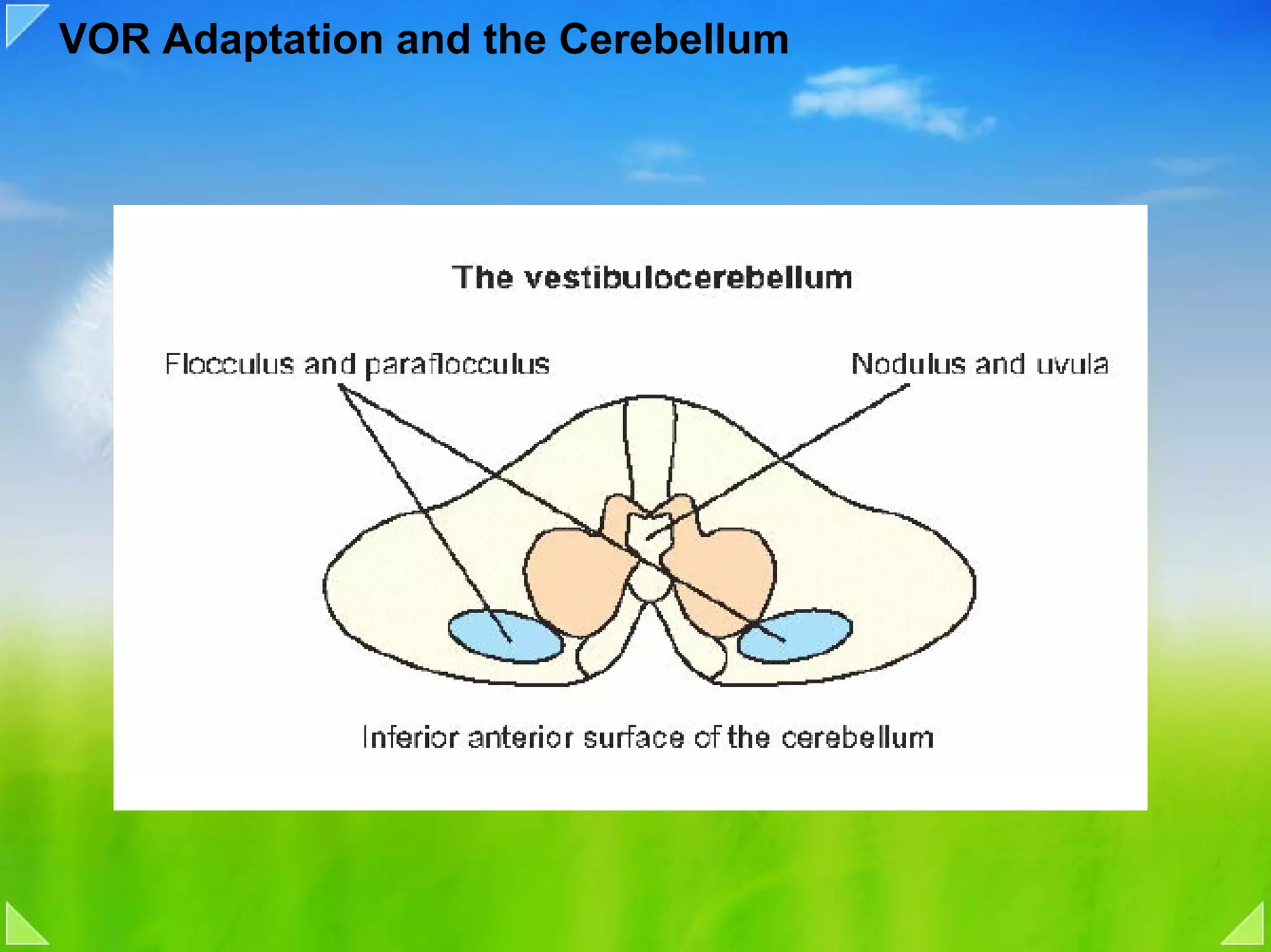 VOR Adaptation and the Cerebellum
 