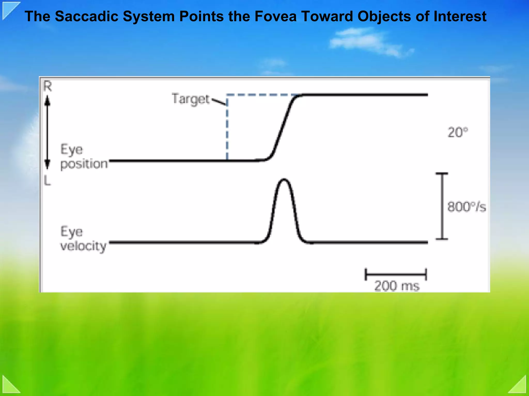 The Saccadic System Points the Fovea Toward Objects of Interest
 