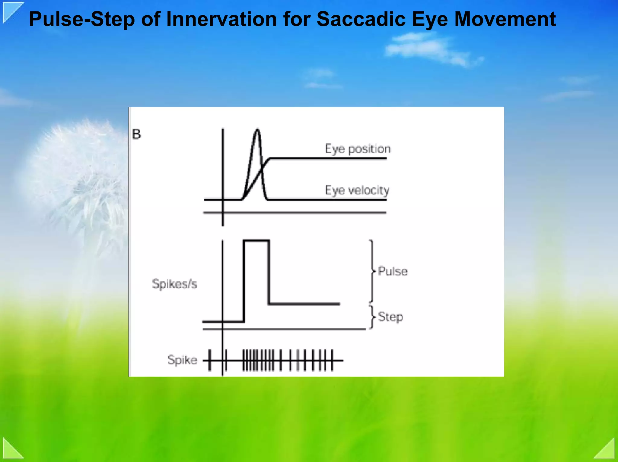Pulse-Step of Innervation for Saccadic Eye Movement
 