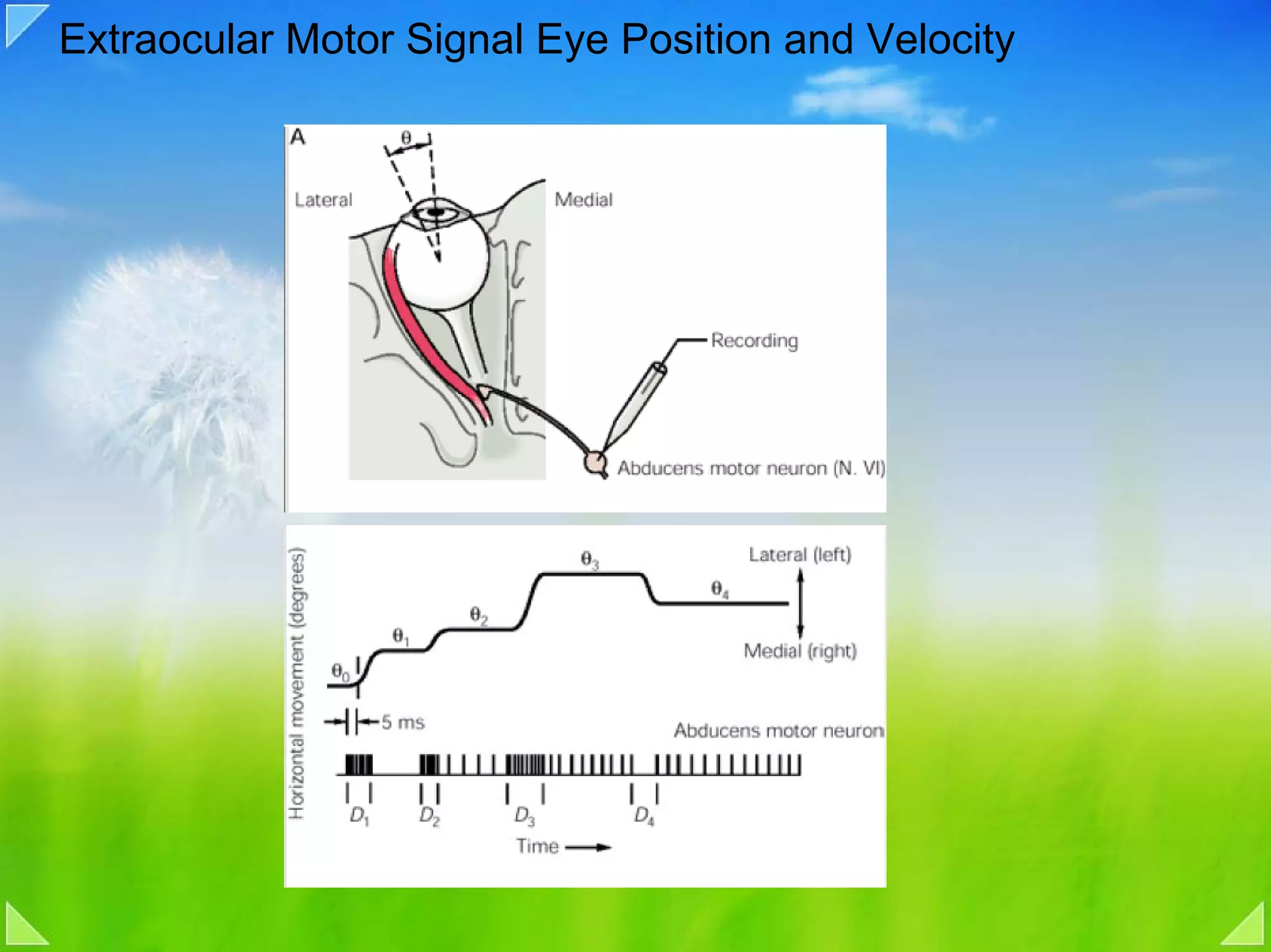 Extraocular Motor Signal Eye Position and Velocity
 