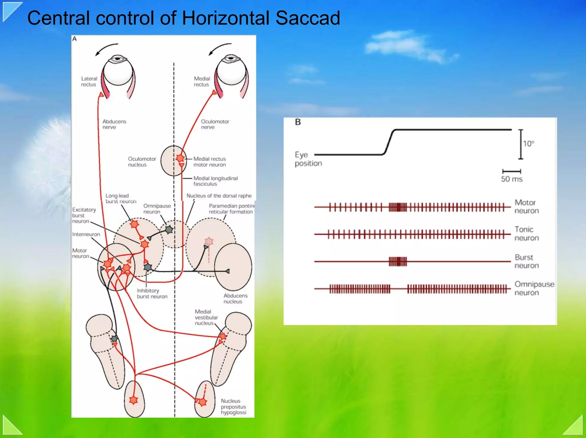 Central control of Horizontal Saccad
 