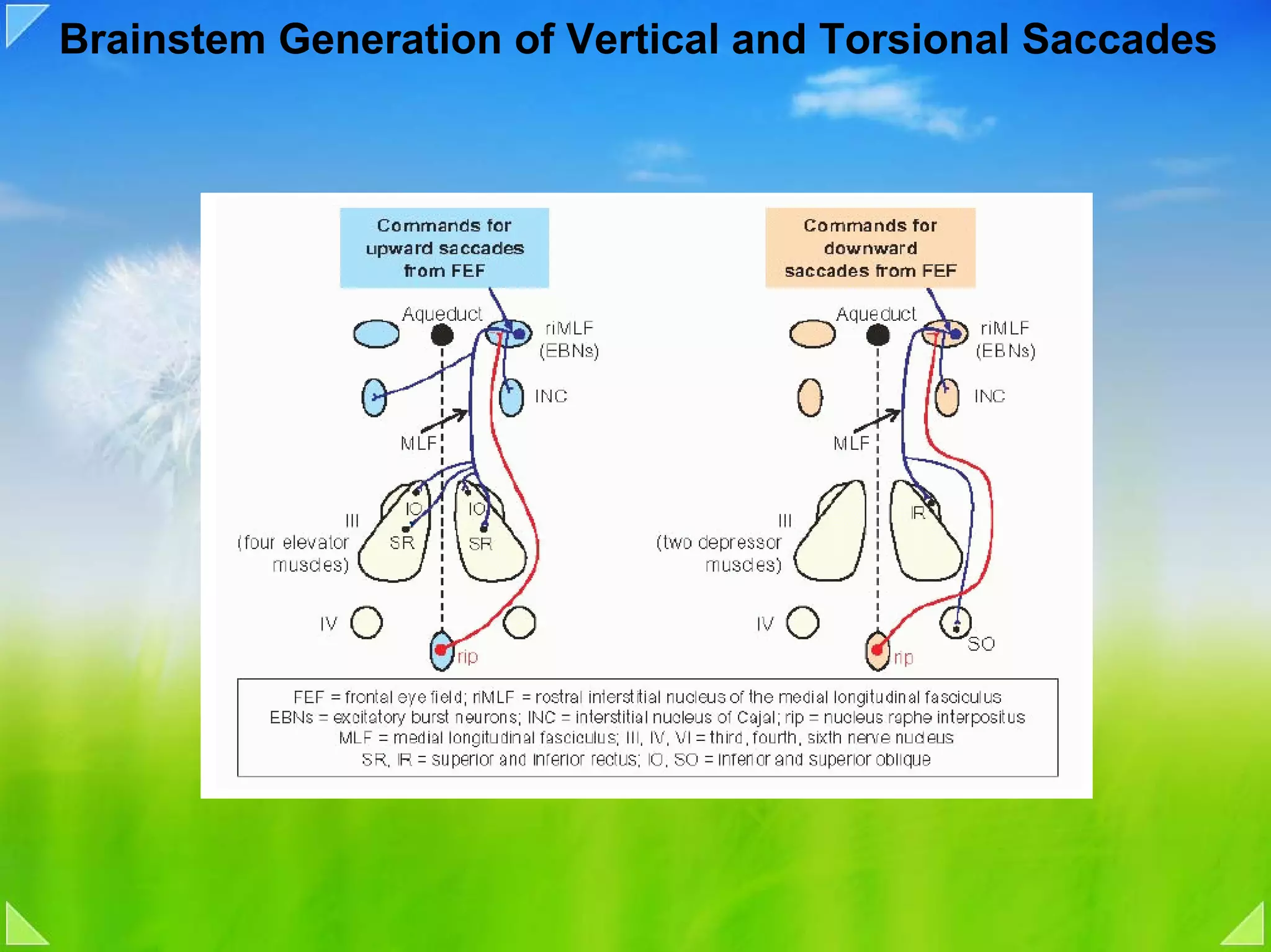 Brainstem Generation of Vertical and Torsional Saccades
 