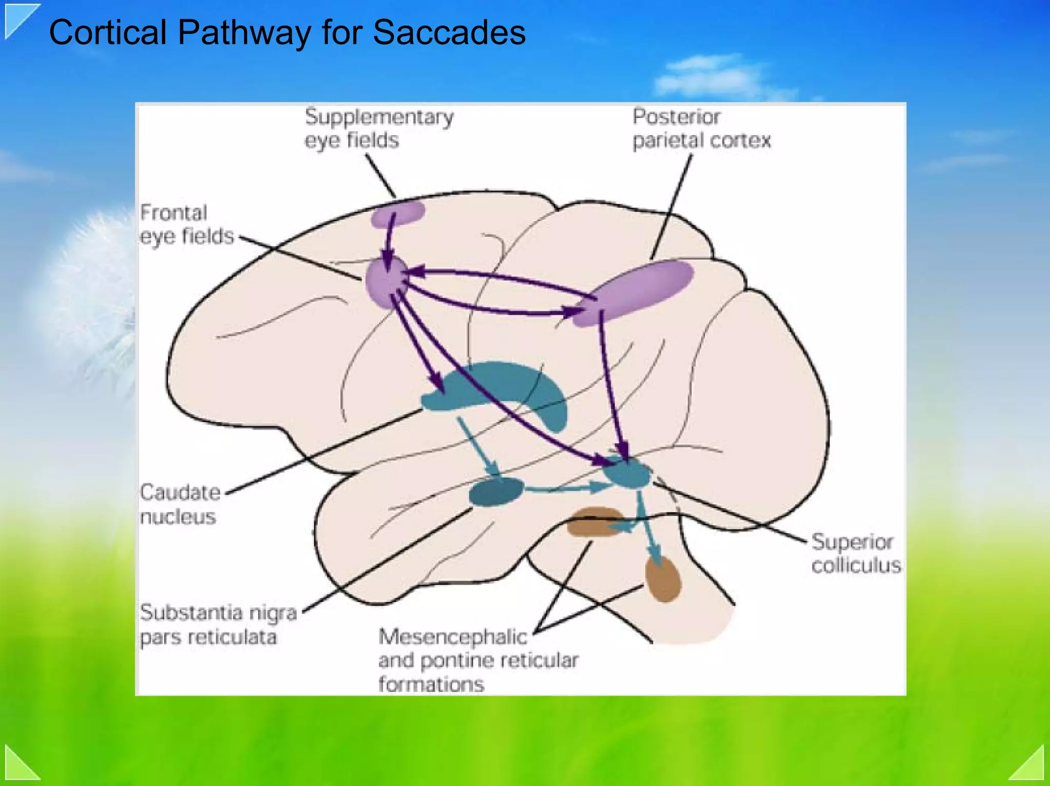 Cortical Pathway for Saccades
 