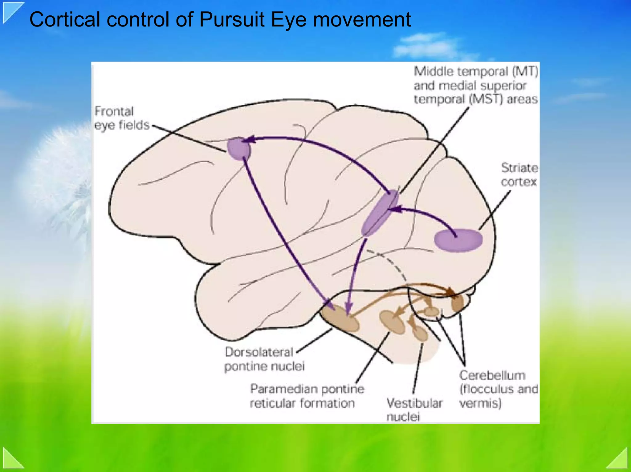 Cortical control of Pursuit Eye movement
 