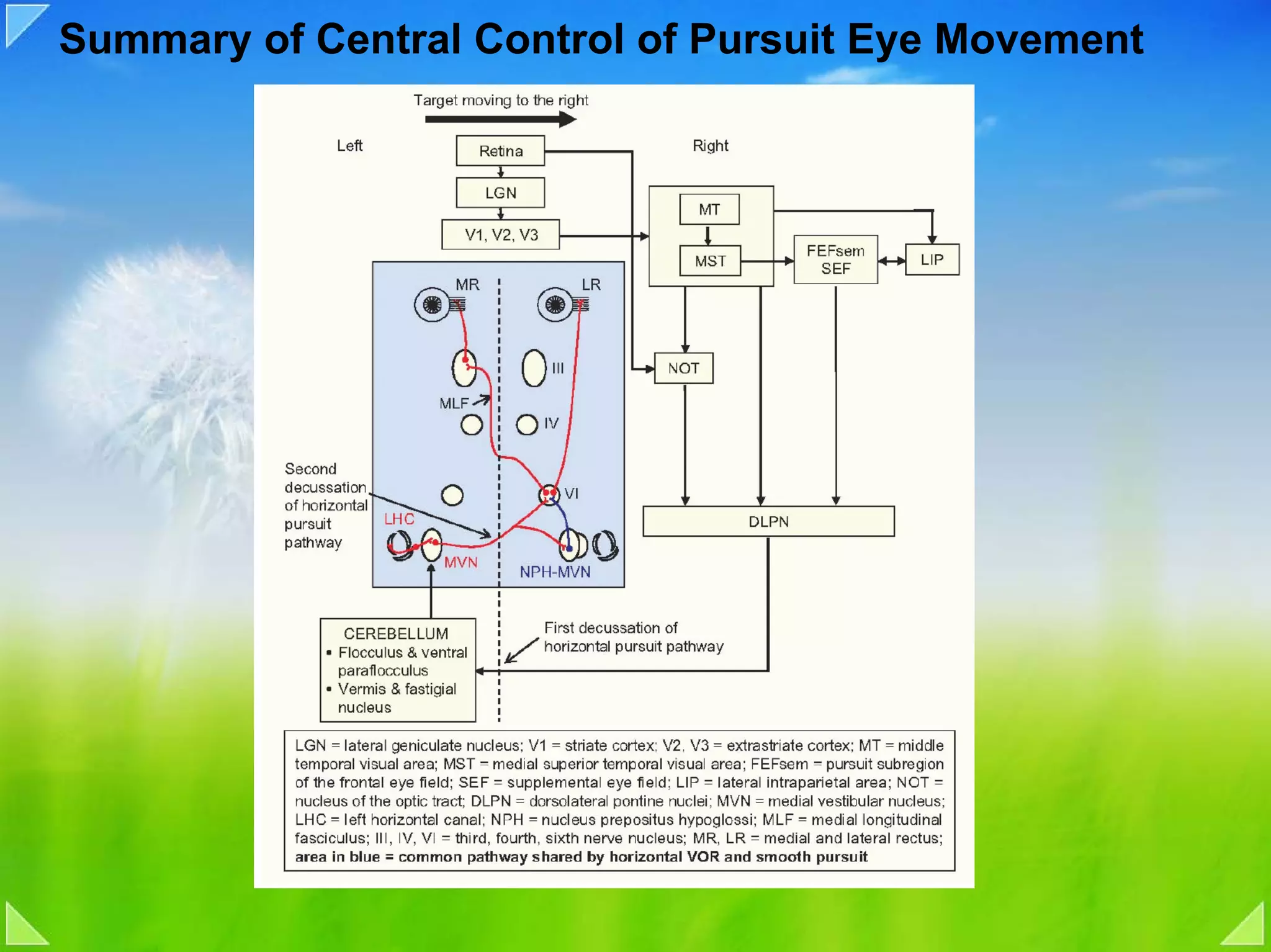 Summary of Central Control of Pursuit Eye Movement
 