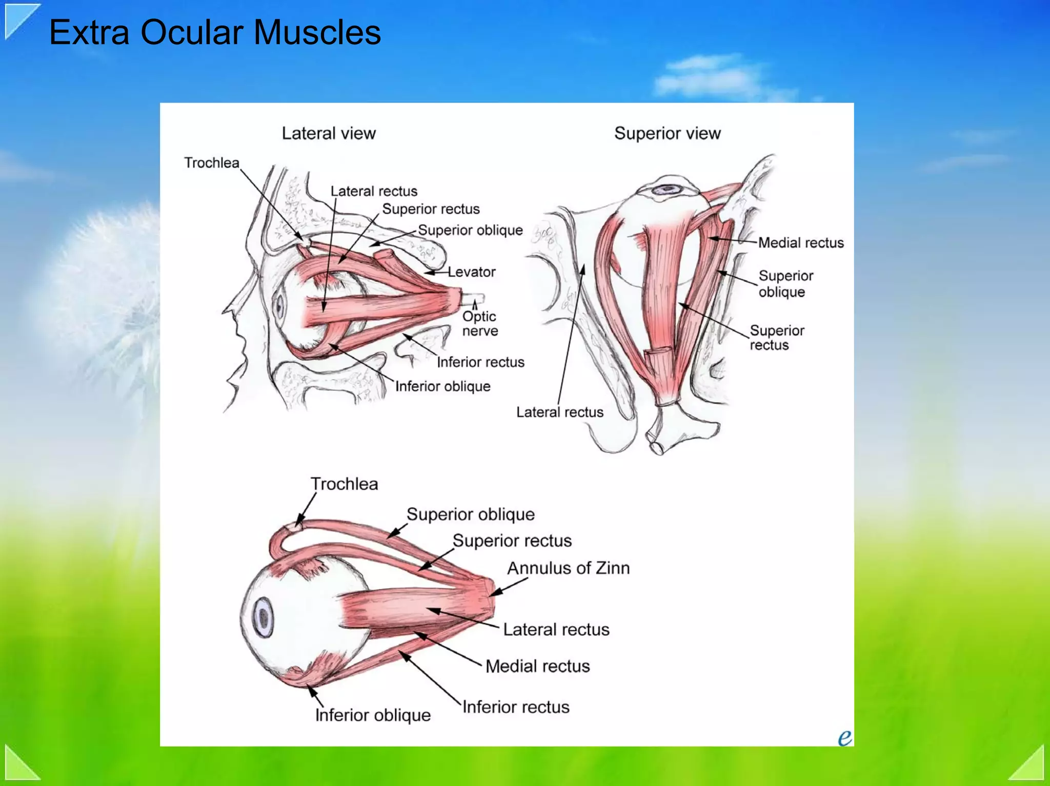 Extra Ocular Muscles
 