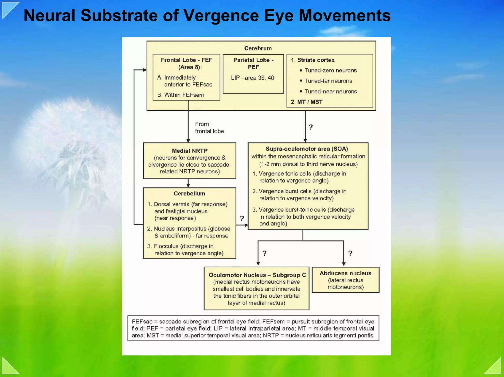Neural Substrate of Vergence Eye Movements
 