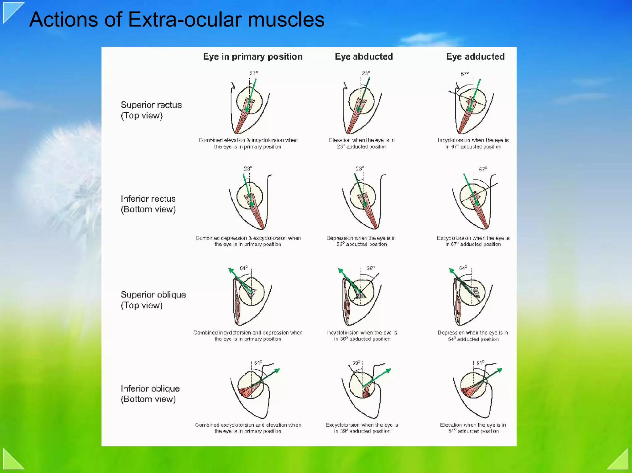 Actions of Extra-ocular muscles
 