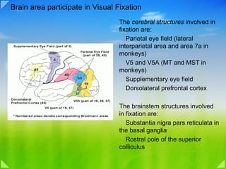 05d eye movement control | PDF