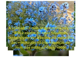 A lição aqui é que, se gastarmos nossos
    dias à espera de rosas fabulosas,
podemos perder a beleza e a maravilha
 das minúsculas não-te-esqueças-de-
     mim que estão ao nosso redor.
 