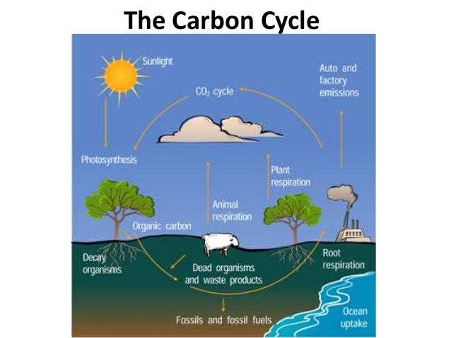 05 ecological niches and cycles diagram of nitrate 