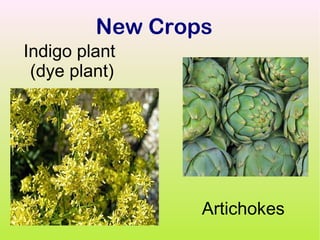 New Crops
Indigo plant
 (dye plant)




                 Artichokes
 