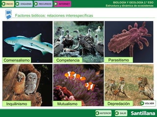 BIOLOGÍA Y GEOLOGÍA 2.º ESO
Estructura y dinámica de ecosistemas
INICIO ESQUEMA RECURSOS INTERNET
Factores bióticos: relaciones interespecíficas
SALIRANTERIOR
Comensalismo
MutualismoInquilinismo
ParasitismoCompetencia
Depredación VOLVER
 