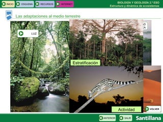 BIOLOGÍA Y GEOLOGÍA 2.º ESO
Estructura y dinámica de ecosistemas
INICIO ESQUEMA RECURSOS INTERNET
Las adaptaciones al medio terrestre
SALIRANTERIOR
HUMEDAD
ATMOSFÉRICA
TEMPERATURA
LUZLUZ
Estratificación
Actividad VOLVER
 