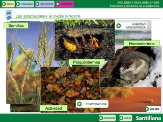 BIOLOGÍA Y GEOLOGÍA 2.º ESO
Estructura y dinámica de ecosistemas
INICIO ESQUEMA RECURSOS INTERNET
Las adaptaciones al medio terrestre
SALIRANTERIOR
LUZ
HUMEDAD
ATMOSFÉRICA
Actividad
Semillas
TEMPERATURATEMPERATURA
VOLVER
Poiquilotermos
Homeotermos
 