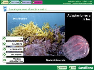 BIOLOGÍA Y GEOLOGÍA 2.º ESO
Estructura y dinámica de ecosistemas
Las adaptaciones al medio acuático
INICIO ESQUEMA RECURSOS INTERNET
SALIRANTERIOR
Distribución
Adaptaciones a
la luz
Bioluminiscencia
LUZ
SALINIDAD
PRESIÓN
HIDROSTÁTICA
VISCOSIDAD
CORRIENTES
 