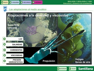 BIOLOGÍA Y GEOLOGÍA 2.º ESO
Estructura y dinámica de ecosistemas
LUZ
SALINIDAD
PRESIÓN
HIDROSTÁTICA
VISCOSIDAD
CORRIENTES
Las adaptaciones al medio acuático
INICIO ESQUEMA RECURSOS INTERNET
SALIRANTERIOR
Adaptaciones a la densidad y viscosidad
Superficie
corporal
Vejigas
llenas de airePropulsión
 