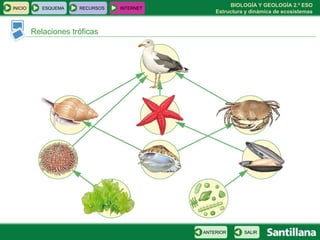 BIOLOGÍA Y GEOLOGÍA 2.º ESO
Estructura y dinámica de ecosistemas
INICIO ESQUEMA RECURSOS INTERNET
Relaciones tróficas
SALIRANTERIOR
 