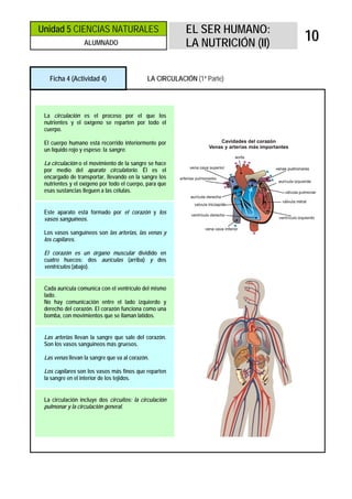 Unidad 5 CIENCIAS NATURALES                              EL SER HUMANO:
                  ALUMNADO                               LA NUTRICIÓN (II)
                                                                             10

   Ficha 4 (Actividad 4)                     LA CIRCULACIÓN (1ª Parte)




 La circulación es el proceso por el que los
 nutrientes y el oxígeno se reparten por todo el
 cuerpo.

 El cuerpo humano está recorrido interiormente por
 un líquido rojo y espeso: la sangre.

 La circulación o el movimiento de la sangre se hace
 por medio del aparato circulatorio. Él es el
 encargado de transportar, llevando en la sangre los
 nutrientes y el oxígeno por todo el cuerpo, para que
 esas sustancias lleguen a las células.


 Este aparato está formado por el corazón y los
 vasos sanguíneos.

 Los vasos sanguíneos son las arterias, las venas y
 los capilares.

 El corazón es un órgano muscular dividido en
 cuatro huecos: dos aurículas (arriba) y dos
 ventrículos (abajo).


 Cada aurícula comunica con el ventrículo del mismo
 lado.
 No hay comunicación entre el lado izquierdo y
 derecho del corazón. El corazón funciona como una
 bomba, con movimientos que se llaman latidos.


 Las arterias llevan la sangre que sale del corazón.
 Son los vasos sanguíneos más gruesos.

 Las venas llevan la sangre que va al corazón.

 Los capilares son los vasos más finos que reparten
 la sangre en el interior de los tejidos.


 La circulación incluye dos circuitos: la circulación
 pulmonar y la circulación general.
 