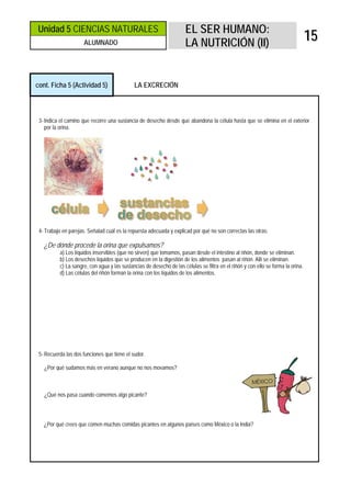 Unidad 5 CIENCIAS NATURALES                                           EL SER HUMANO:
                     ALUMNADO                                         LA NUTRICIÓN (II)
                                                                                                                                  15


cont. Ficha 5 (Actividad 5)                  LA EXCRECIÓN



 3- Indica el camino que recorre una sustancia de desecho desde que abandona la célula hasta que se elimina en el exterior
    por la orina.




 4- Trabajo en parejas. Señalad cuál es la repuesta adecuada y explicad por qué no son correctas las otras:

   ¿De dónde procede la orina que expulsamos?
          a) Los líquidos inservibles (que no sirven) que tomamos, pasan desde el intestino al riñón, donde se eliminan.
          b) Los desechos líquidos que se producen en la digestión de los alimentos pasan al riñón. Allí se eliminan.
          c) La sangre, con agua y las sustancias de desecho de las células se filtra en el riñón y con ello se forma la orina.
          d) Las células del riñón forman la orina con los líquidos de los alimentos.




 5- Recuerda las dos funciones que tiene el sudor.

   ¿Por qué sudamos más en verano aunque no nos movamos?



   ¿Qué nos pasa cuando comemos algo picante?




   ¿Por qué crees que comen muchas comidas picantes en algunos países como México o la India?
 