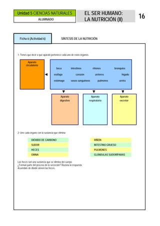 Unidad 5 CIENCIAS NATURALES                                         EL SER HUMANO:
                       ALUMNADO                                     LA NUTRICIÓN (II)
                                                                                                           16


  Ficha 6 (Actividad 6)                    SÍNTESIS DE LA NUTRICIÓN



1- Tienes que decir a qué aparato pertenece cada uno de estos órganos:

          Aparato
        circulatorio
                                      boca            intestinos            riñones         bronquios

                          ◄         esófago               corazón             uréteres            hígado

                                    estómago          vasos sanguíneos           pulmones       uretra



                                             ▼                             ▼                     ▼
                                           Aparato                         Aparato              Aparato
                                          digestivo                      respiratorio           excretor




2- Une cada órgano con la sustancia que elimina:

             DIÓXIDO DE CARBONO                                              RIÑÓN
             SUDOR                                                           INTESTINO GRUESO
             HECES                                                           PULMONES
             ORINA                                                           GLÁNDULAS SUDORÍPARAS

Las heces son una sustancia que se elimina del cuerpo.
¿Forman parte del proceso de la secreción? Razona la respuesta.
Acuérdate de dónde vienen las heces.
 