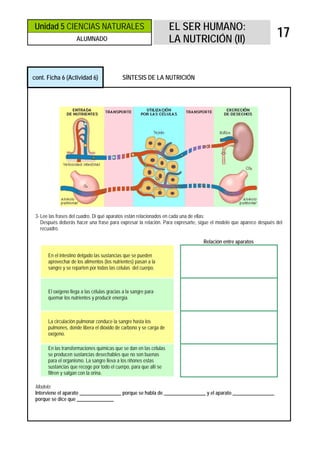 Unidad 5 CIENCIAS NATURALES                                         EL SER HUMANO:
                     ALUMNADO                                       LA NUTRICIÓN (II)
                                                                                                                    17


cont. Ficha 6 (Actividad 6)                  SÍNTESIS DE LA NUTRICIÓN




 3- Lee las frases del cuadro. Di qué aparatos están relacionados en cada una de ellas:
    Después deberás hacer una frase para expresar la relación. Para expresarte, sigue el modelo que aparece después del
    recuadro.

                                                                                 Relación entre aparatos

       En el intestino delgado las sustancias que se pueden
       aprovechar de los alimentos (los nutrientes) pasan a la
       sangre y se reparten por todas las células del cuerpo.



       El oxígeno llega a las células gracias a la sangre para
       quemar los nutrientes y producir energía.



       La circulación pulmonar conduce la sangre hasta los
       pulmones, donde libera el dióxido de carbono y se carga de
       oxígeno.

       En las transformaciones químicas que se dan en las células
       se producen sustancias desechables que no son buenas
       para el organismo. La sangre lleva a los riñones estas
       sustancias que recoge por todo el cuerpo, para que allí se
       filtren y salgan con la orina.

 Modelo:
 Interviene el aparato _________________ porque se habla de _________________ y el aparato _________________
 porque se dice que _______________
 