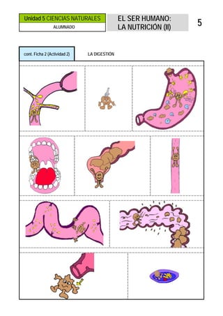 Unidad 5 CIENCIAS NATURALES                  EL SER HUMANO:
                 ALUMNADO                    LA NUTRICIÓN (II)
                                                                 5


cont. Ficha 2 (Actividad 2)   LA DIGESTIÓN
 