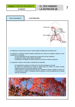 Unidad 5 CIENCIAS NATURALES                                    EL SER HUMANO:
                  ALUMNADO                                     LA NUTRICIÓN (II)
                                                                                                                 7


 Ficha 3 (Actividad 3)                  LA RESPIRACIÓN




  La respiración es un proceso por el que el cuerpo consigue el oxígeno que necesita para vivir.

  La respiración se realiza por medio del aparato respiratorio, que consta de los siguientes órganos: las vías
  respiratorias y los pulmones.
         - Las vías respiratorias son los conductos por los que pasa el aire que respiramos
           (cavidad nasal, faringe, laringe, tráquea y bronquios).
         - Los pulmones: son órganos con forma de bolsa. En su interior se realiza la respiración.

  La respiración se realiza en dos tiempos; la inspiración y la espiración.

         - En la inspiración los pulmones se llenan de aire. Así entra el oxígeno en el cuerpo.
           Por medio de la circulación de la sangre ese oxígeno llega a las células. Las células necesitan
           oxígeno para quemar los nutrientes y producir energía.
         - Cuando queman ese oxígeno desprenden otro gas: el dióxido de carbono. El dióxido de carbono no
           es bueno para las células. Se transporta hasta los pulmones y sale del organismo por la cavidad
           nasal con la espiración.
 