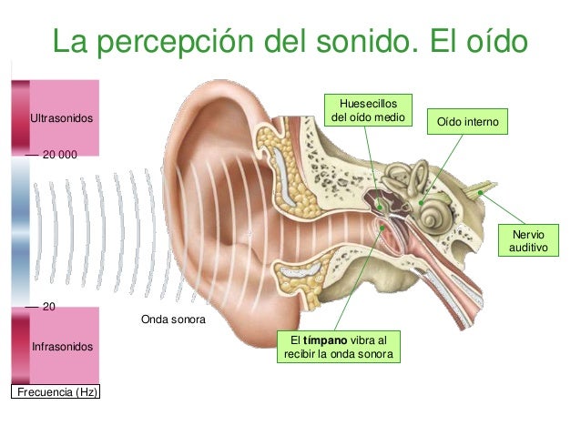Como El Oido Percibe El Sonido