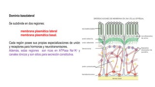 Capitulo 05 Epitelio y glandulas 2025.ppt
