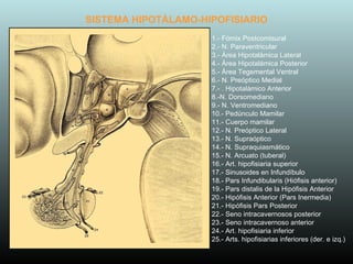 1.- Fórnix Postcomisural 2.- N. Paraventricular 3.- Área Hipotalámica Lateral 4.- Área Hipotalámica Posterior 5.- Área Tegemental Ventral 6.- N. Preóptico Medial 7.- . Hipotalámico Anterior 8.-N. Dorsomediano 9.- N. Ventromediano 10.- Pedúnculo Mamilar 11.- Cuerpo mamilar 12.- N. Preóptico Lateral 13.- N. Supraóptico 14.- N. Supraquiasmático 15.- N. Arcuato (tuberal) 16.- Art. hipofisiaria superior 17.- Sinusoides en Infundíbulo 18.- Pars Infundibularis (Hiófisis anterior) 19.- Pars distalis de la Hipófisis Anterior  20.- Hipófisis Anterior (Pars Inermedia) 21.- Hipófisis Pars Posterior 22.- Seno intracavernosos posterior 23.- Seno intracavernoso anterior 24.- Art. hipofisiaria inferior  25.- Arts. hipofisiarias inferiores (der. e izq.) SISTEMA HIPOTÁLAMO-HIPOFISIARIO 