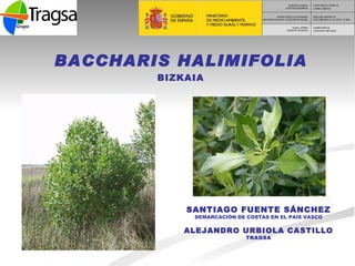 BACCHARIS HALIMIFOLIA BIZKAIA SANTIAGO FUENTE SÁNCHEZ DEMARCACIÓN DE COSTAS EN EL PAÍS VASCO ALEJANDRO URBIOLA CASTILLO TR...