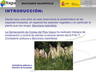 BACCHARIS HALIMIFOLIA INTRODUCCIÓN: Desde hace unos años se está observando la problemática de las especies invasoras, en ...