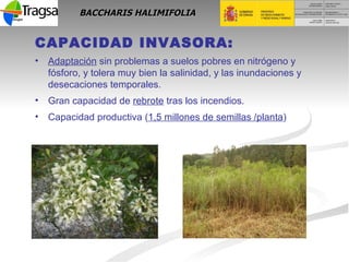 BACCHARIS HALIMIFOLIA <ul><li>CAPACIDAD INVASORA: </li></ul><ul><li>Adaptación  sin problemas a suelos pobres en nitrógeno...