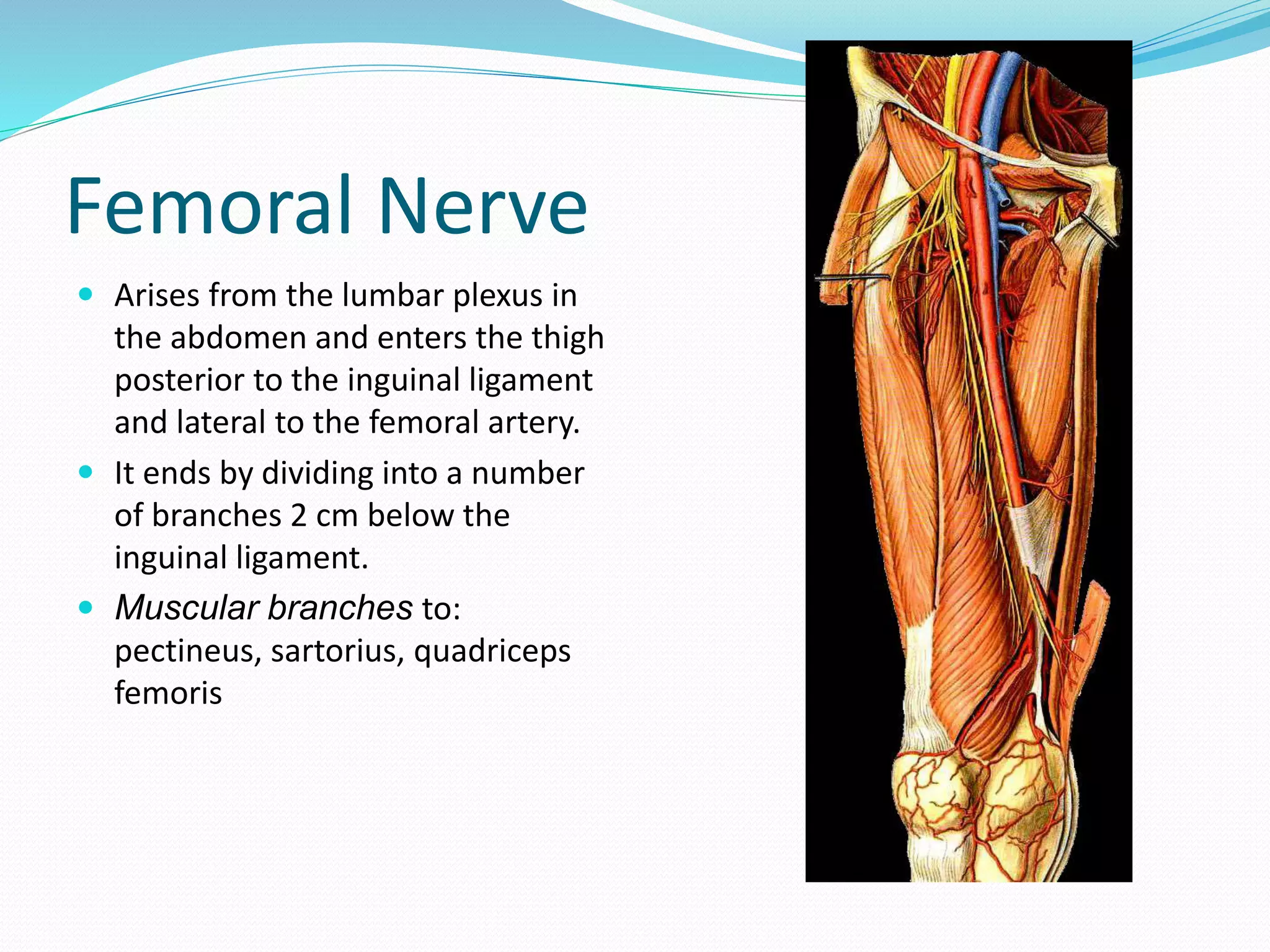 05 FEMORAL-TRIANGLE.pptx