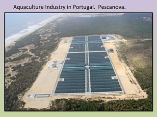 Aquaculture Industry in Portugal. Pescanova.
 