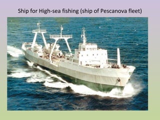 Ship for High-sea fishing (ship of Pescanova fleet)
 