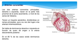 • Arterias coronarias:
Las dos arterias coronarias principales,
derecha e izquierda, nacen en la parte más
proximal de la aorta ascendente, a nivel de los
senos de Valsalva.
Tienen un trayecto epicárdico, dividiéndose en
ramas principales, que a su vez dan lugar a las
arterias intramiocárdicas.
Se habla de dominancia derecha o izquierda en
función de quien dé origen a la arteria
descendente posterior.
En el 80 % de los casos existe dominancia
derecha.
 