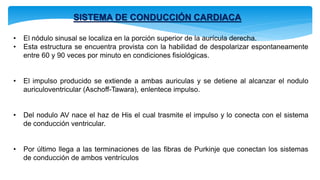 SISTEMA DE CONDUCCIÓN CARDIACA
• El nódulo sinusal se localiza en la porción superior de la aurícula derecha.
• Esta estructura se encuentra provista con la habilidad de despolarizar espontaneamente
entre 60 y 90 veces por minuto en condiciones fisiológicas.
• El impulso producido se extiende a ambas auriculas y se detiene al alcanzar el nodulo
auriculoventricular (Aschoff-Tawara), enlentece impulso.
• Del nodulo AV nace el haz de His el cual trasmite el impulso y lo conecta con el sistema
de conducción ventricular.
• Por último llega a las terminaciones de las fibras de Purkinje que conectan los sistemas
de conducción de ambos ventrículos
 