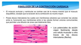 FISIOLOGÍA DE LA CONTRACCIÓN CARDIACA
• El músculo auricular y ventricular se contrae casi de la misma manera que el músculo
esquelético, excepto que la duración de la contracción es mucho mayor.
• Posee discos intercalares los cuales son membranas celulares que conectan las celulas
entre si, fucionando sus membranas entre si las celulas forman uniones comunicantes
que permiten una difusión de iones casi totalmente libre.
• Los potenciales de acción
viajan fácilmente desde
una celula muscular a otra
traves de los discos
intercalares (flecha).
 
