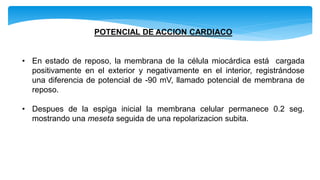 POTENCIAL DE ACCION CARDIACO
• En estado de reposo, la membrana de la célula miocárdica está cargada
positivamente en el exterior y negativamente en el interior, registrándose
una diferencia de potencial de -90 mV, llamado potencial de membrana de
reposo.
• Despues de la espiga inicial la membrana celular permanece 0.2 seg.
mostrando una meseta seguida de una repolarizacion subita.
 