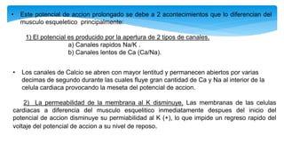 • Este potencial de accion prolongado se debe a 2 acontecimientos que lo diferencian del
musculo esqueletico principalmente:
1) El potencial es producido por la apertura de 2 tipos de canales.
a) Canales rapidos Na/K .
b) Canales lentos de Ca (Ca/Na).
• Los canales de Calcio se abren con mayor lentitud y permanecen abiertos por varias
decimas de segundo durante las cuales fluye gran cantidad de Ca y Na al interior de la
celula cardiaca provocando la meseta del potencial de accion.
2) La permeabilidad de la membrana al K disminuye. Las membranas de las celulas
cardiacas a diferencia del musculo esquelitico inmediatamente despues del inicio del
potencial de accion disminuye su permiabilidad al K (+), lo que impide un regreso rapido del
voltaje del potencial de accion a su nivel de reposo.
 