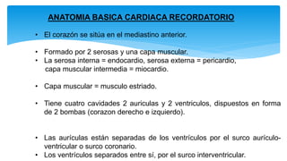 ANATOMIA BASICA CARDIACA RECORDATORIO
• El corazón se sitúa en el mediastino anterior.
• Formado por 2 serosas y una capa muscular.
• La serosa interna = endocardio, serosa externa = pericardio,
capa muscular intermedia = miocardio.
• Capa muscular = musculo estriado.
• Tiene cuatro cavidades 2 auriculas y 2 ventriculos, dispuestos en forma
de 2 bombas (corazon derecho e izquierdo).
• Las aurículas están separadas de los ventrículos por el surco aurículo-
ventricular o surco coronario.
• Los ventrículos separados entre sí, por el surco interventricular.
 