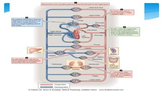 Fisiología Cardiovascular