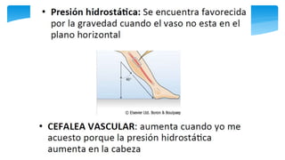 Fisiología Cardiovascular