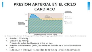 Fisiología Cardiovascular